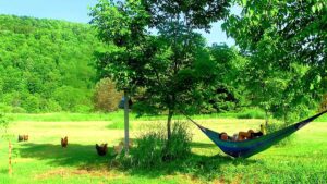 Combating Not Enoughness - Lara Land - Thimo in a hammock with Chickens